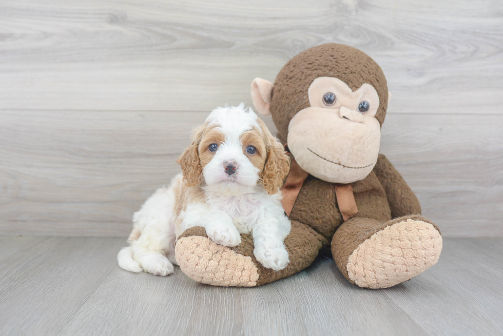 Little Cavoodle Poodle Mix Puppy