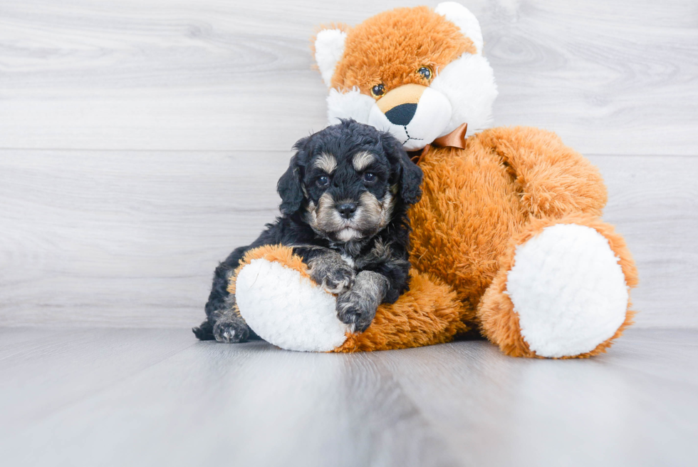 Cavapoo Puppy for Adoption