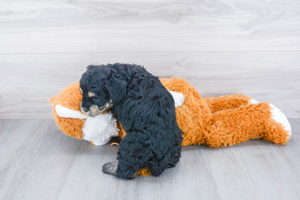 Playful Cavoodle Poodle Mix Puppy