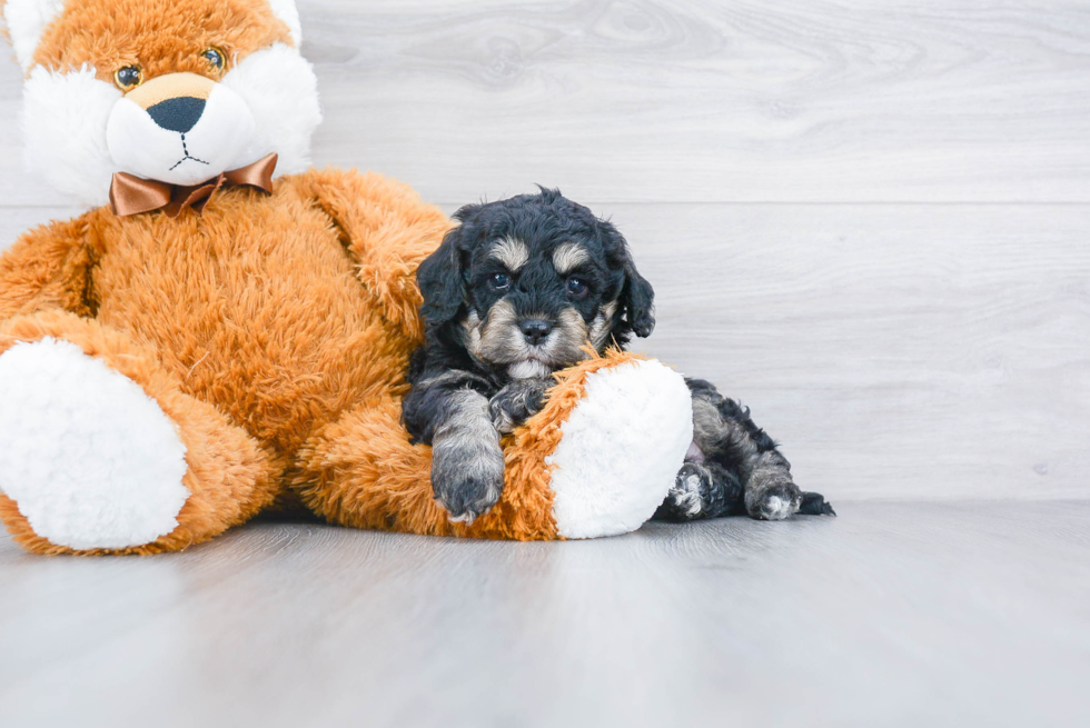 Energetic Cavoodle Poodle Mix Puppy