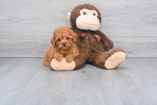 Cavapoo Pup Being Cute