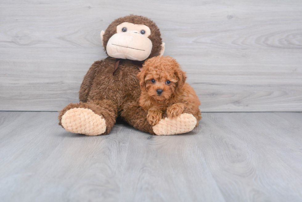 Best Cavapoo Baby