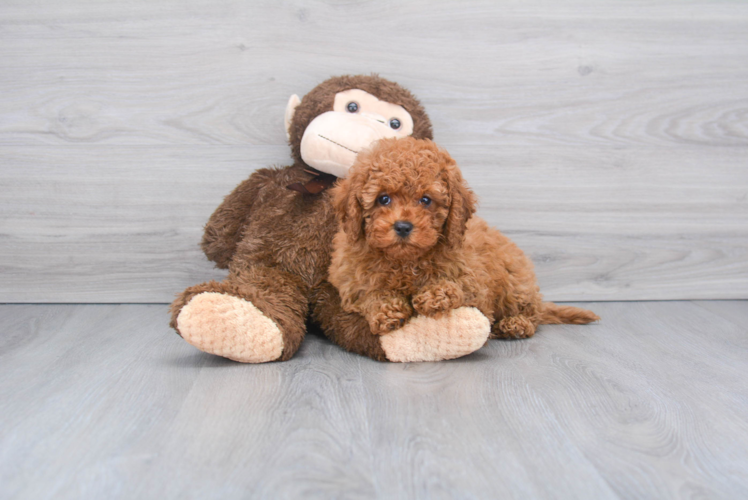 Small Cavapoo Baby