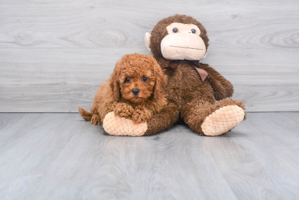 Cavapoo Puppy for Adoption