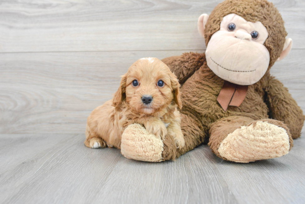 Cavapoo Pup Being Cute