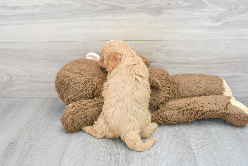 Cavapoo Puppy for Adoption