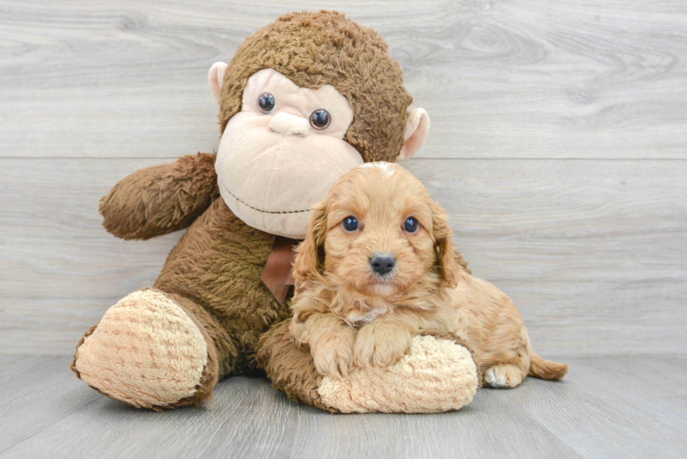 Best Cavapoo Baby