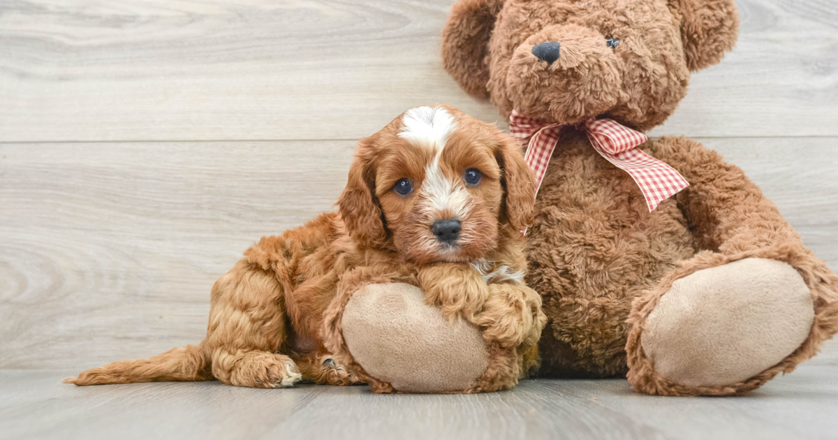 Popular Cavapoo Marcelo: 6lb 5oz Doodle Puppy