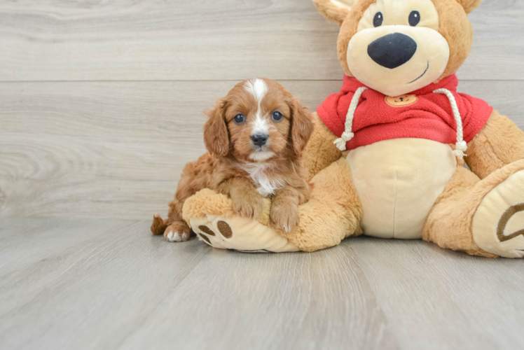 Best Cavapoo Baby