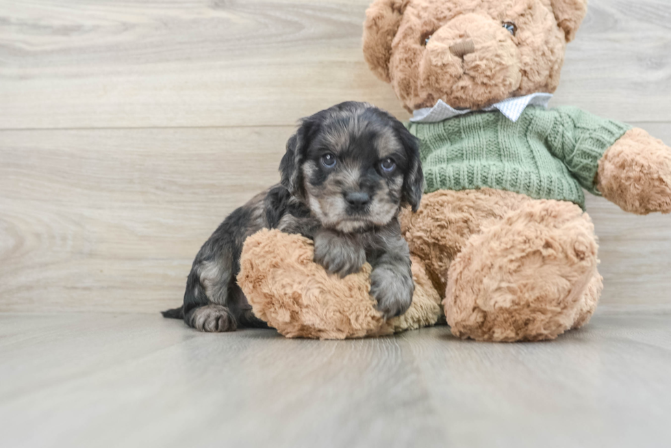 Popular Cavapoo Poodle Mix Pup