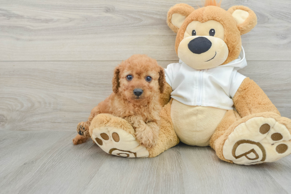 Cavapoo Pup Being Cute