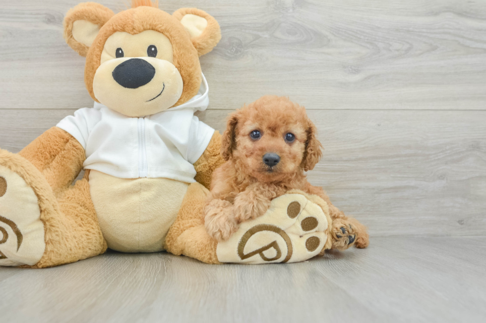 Small Cavapoo Baby