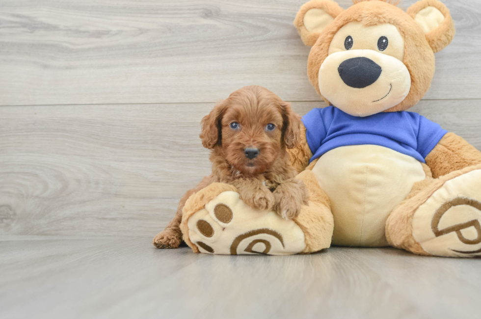 6 week old Cavapoo Puppy For Sale - Premier Pups