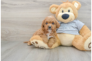 Cavapoo Puppy for Adoption