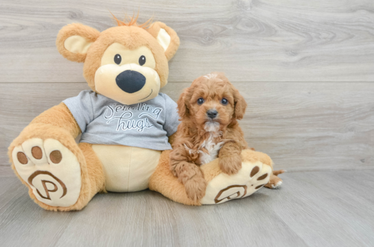 Friendly Cavapoo Baby