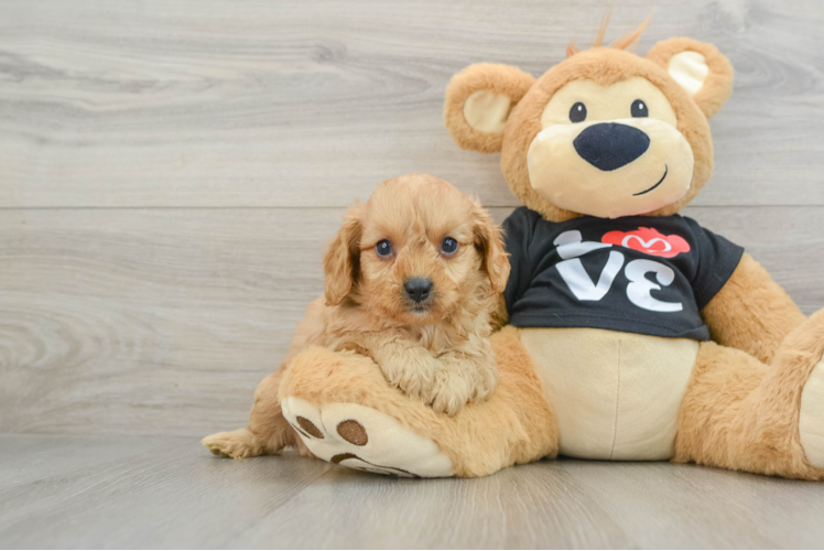 Cavapoo Puppy for Adoption