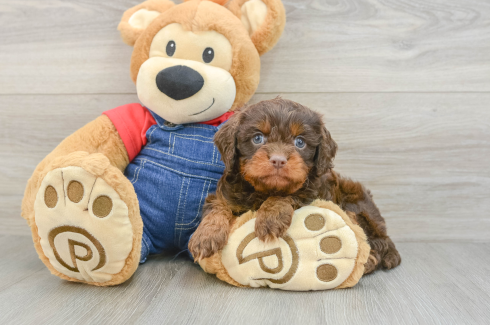 5 week old Cavapoo Puppy For Sale - Premier Pups