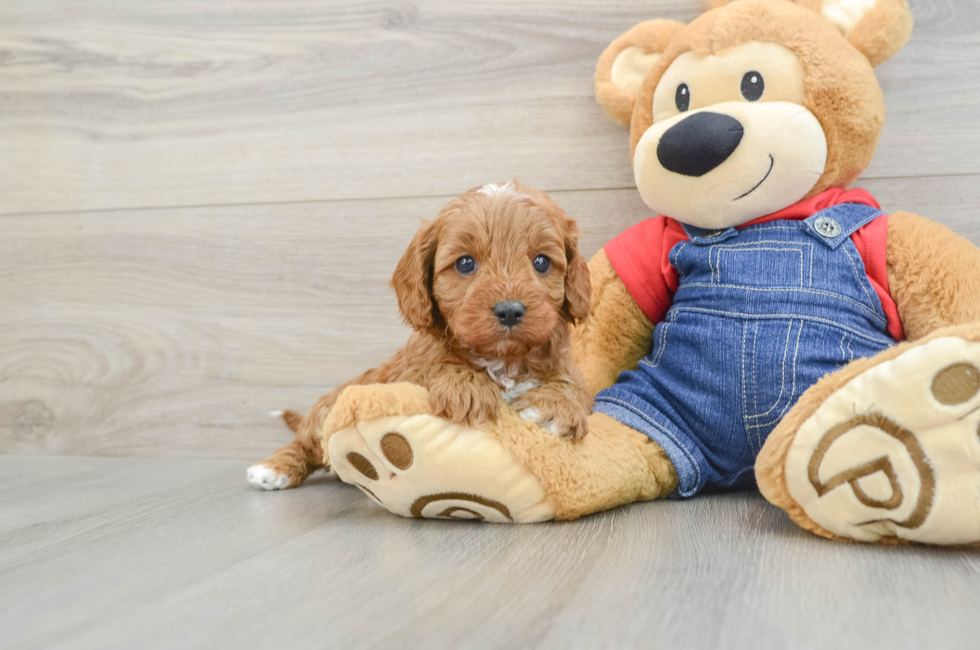 5 week old Cavapoo Puppy For Sale - Premier Pups