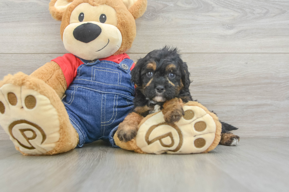 6 week old Cavapoo Puppy For Sale - Premier Pups