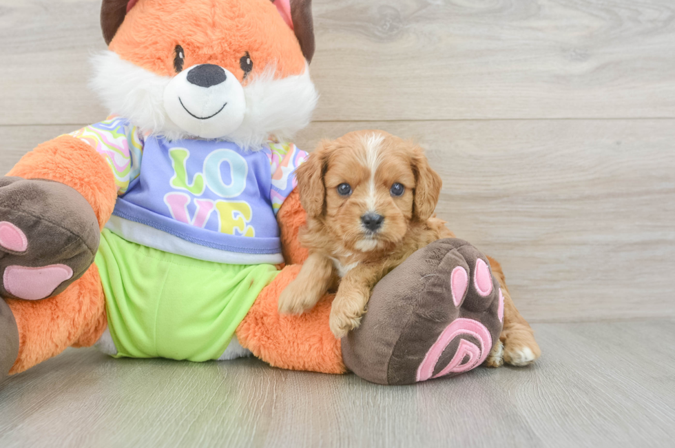 5 week old Cavapoo Puppy For Sale - Premier Pups