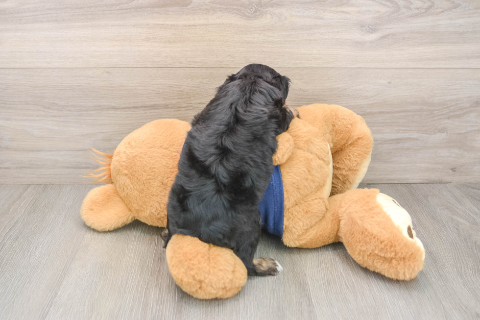 Fluffy Cavapoo Poodle Mix Pup