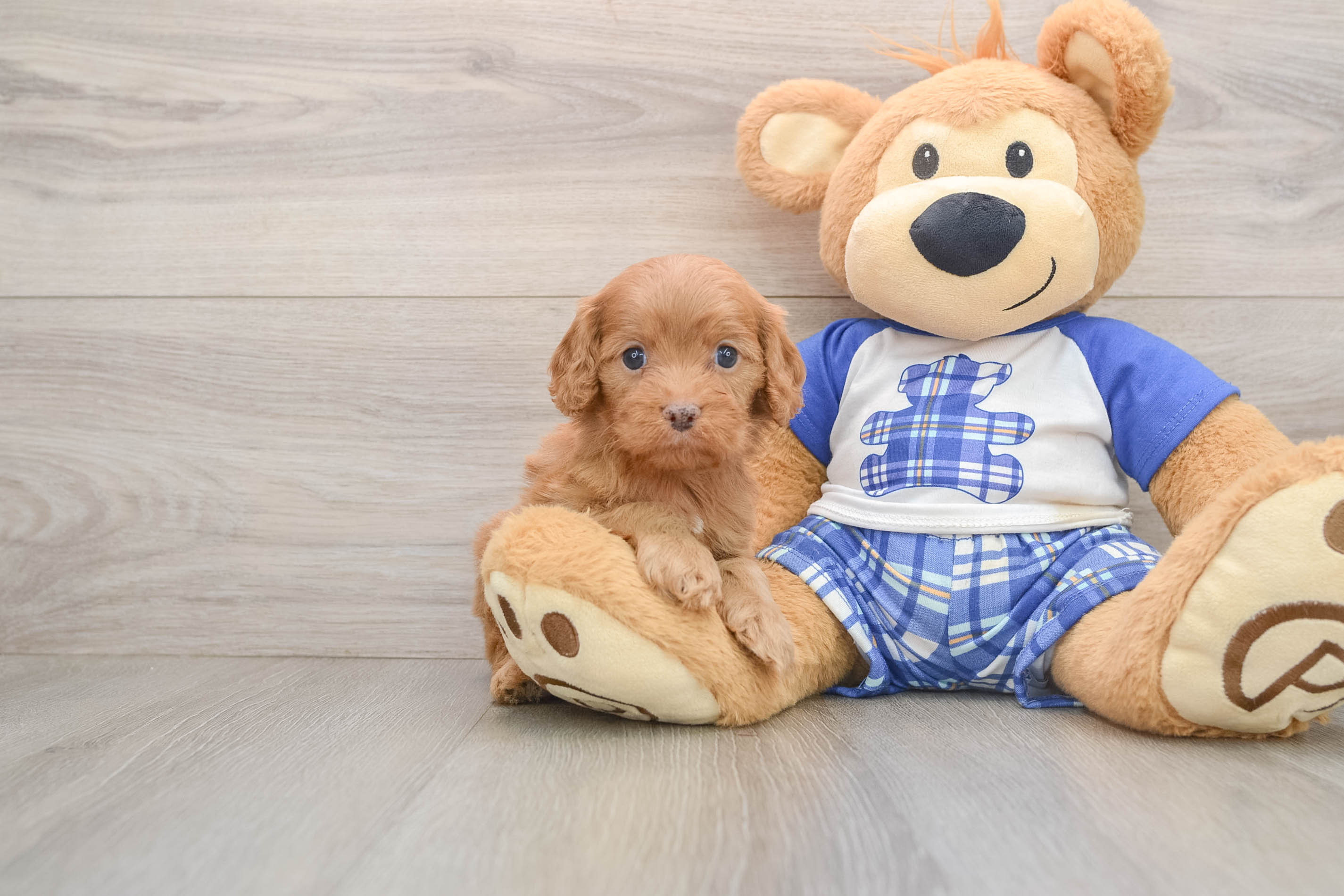 Best Cavapoo Baby