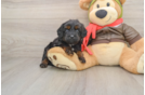 Best Cavapoo Baby