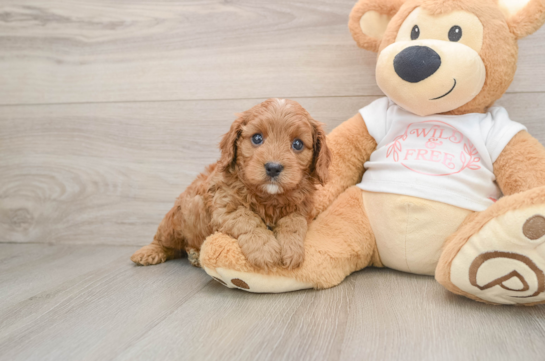 Funny Cavapoo Poodle Mix Pup