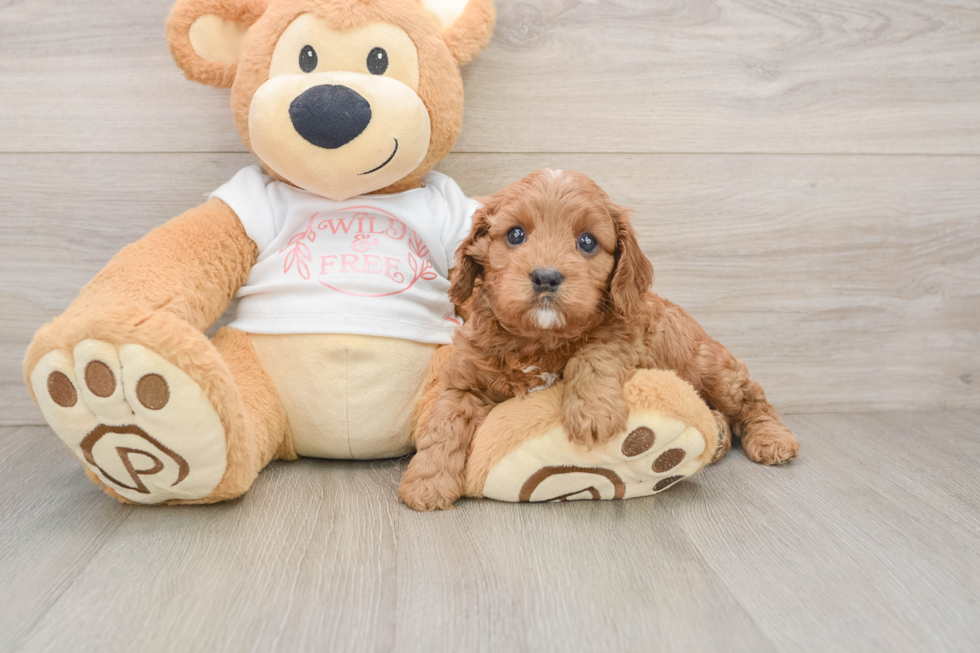 Cavapoo Pup Being Cute