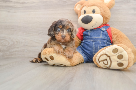 Cavapoo Pup Being Cute