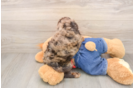 Cavapoo Puppy for Adoption