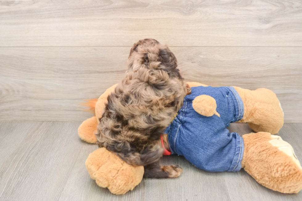 Cavapoo Puppy for Adoption