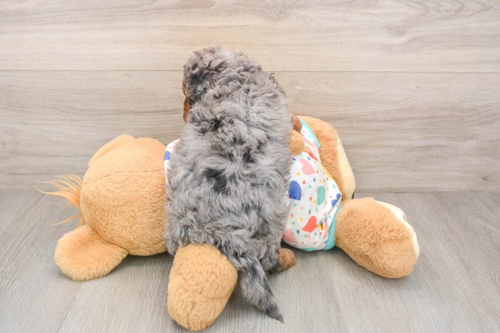 Fluffy Cavapoo Poodle Mix Pup