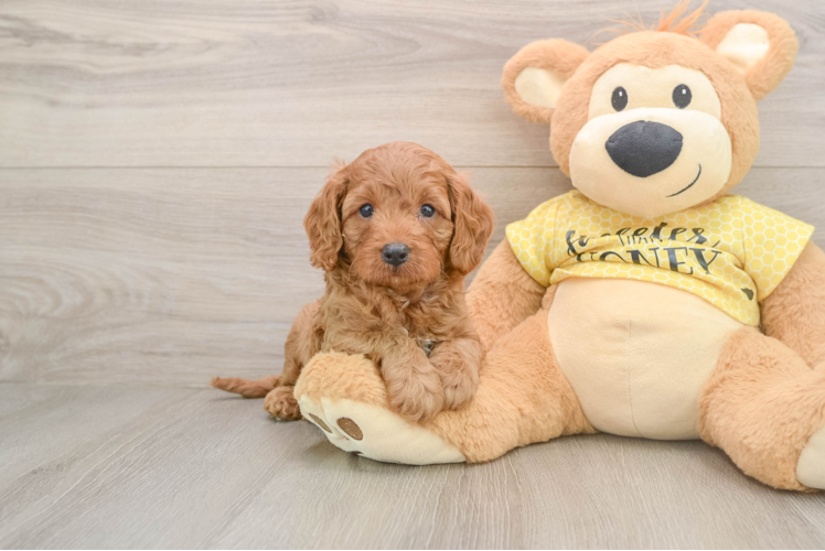 Popular Cavapoo Poodle Mix Pup