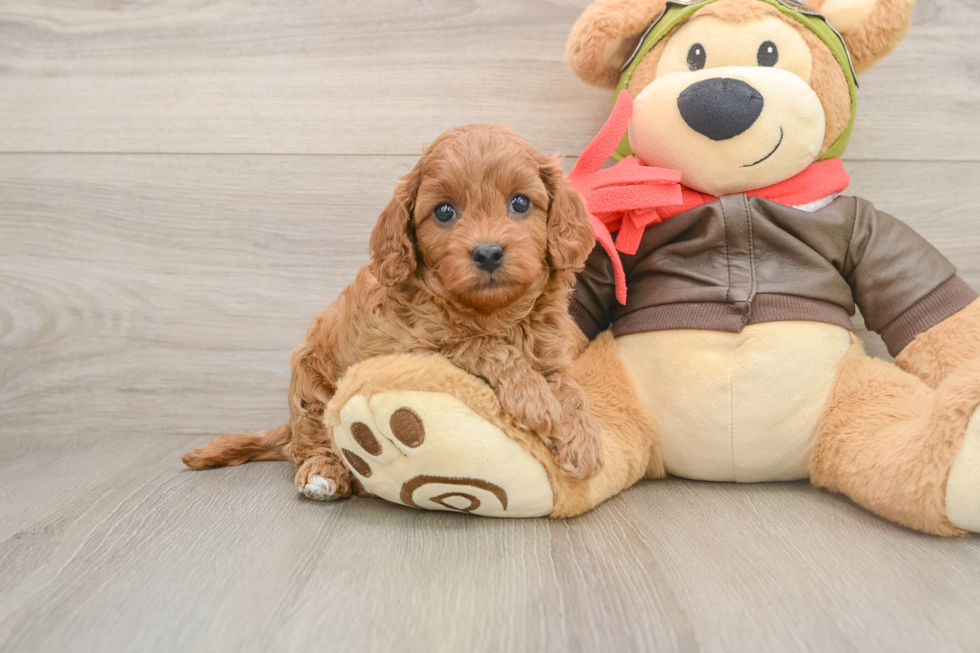 Cute Cavapoo Baby