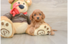 Best Cavapoo Baby
