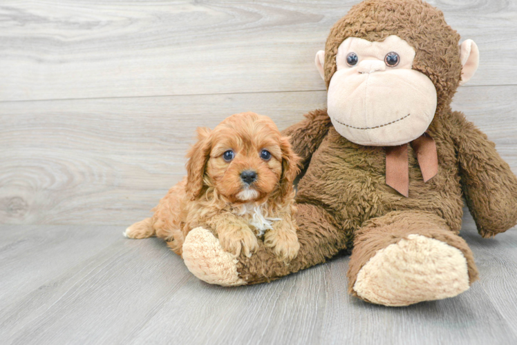 Cavapoo Puppy for Adoption