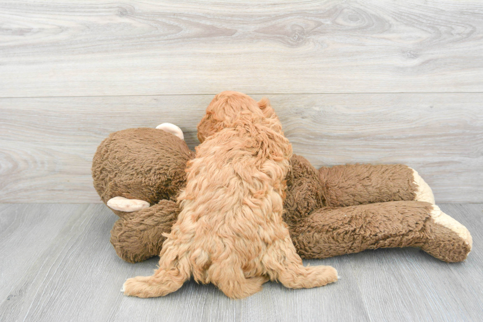 Small Cavapoo Baby