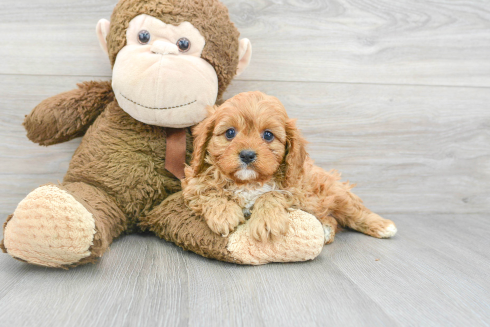Popular Cavapoo Poodle Mix Pup