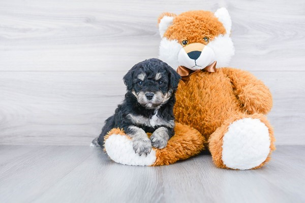 Best Cavapoo Baby