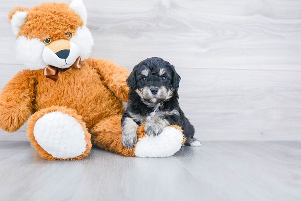 Popular Cavapoo Poodle Mix Pup