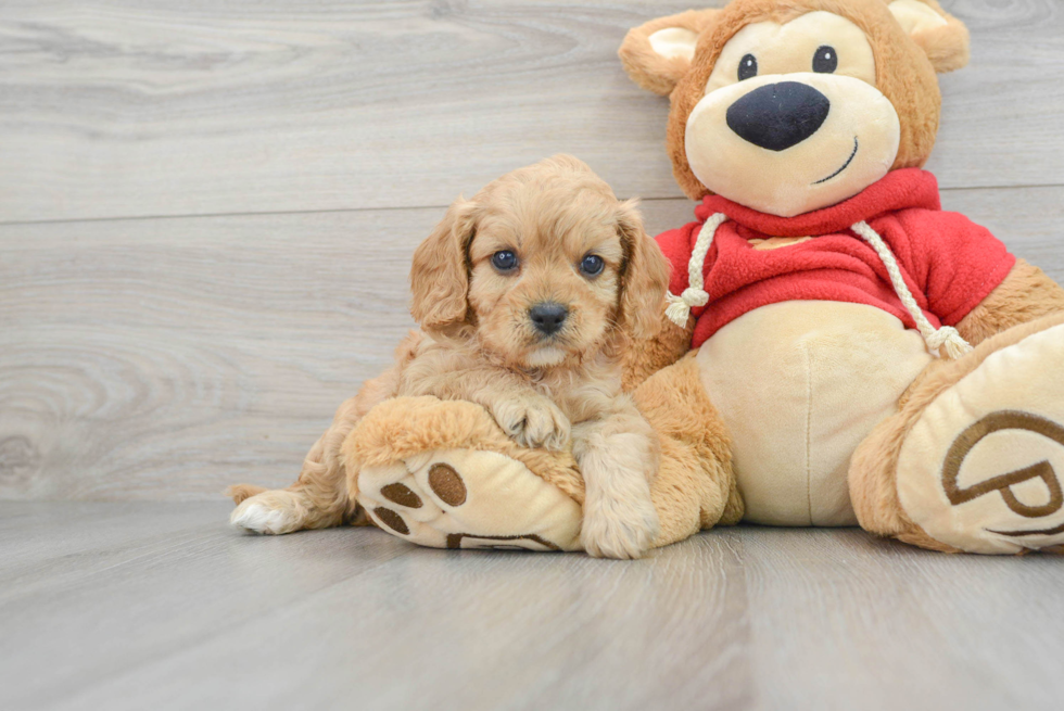 Adorable Cavoodle Poodle Mix Puppy