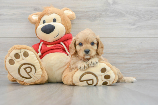 Playful Cavoodle Poodle Mix Puppy