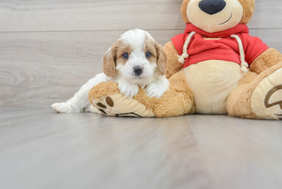 Cavapoo Pup Being Cute