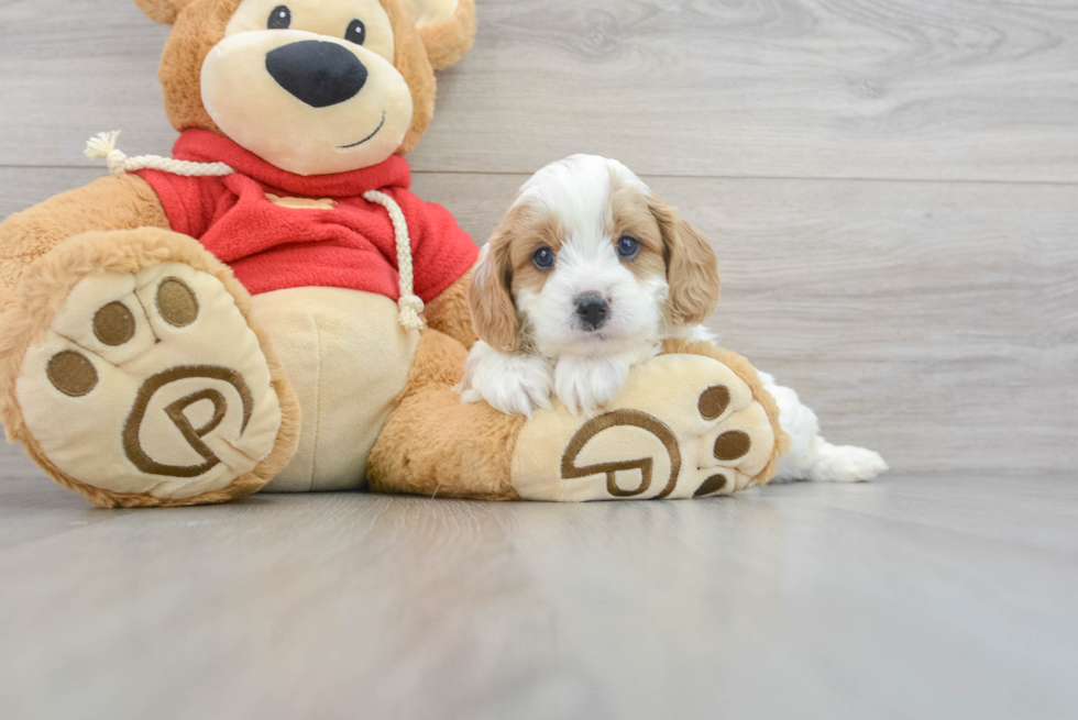 Little Cavoodle Poodle Mix Puppy