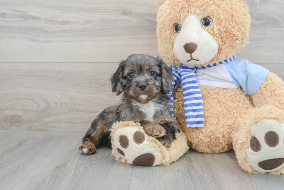 Best Cavapoo Baby