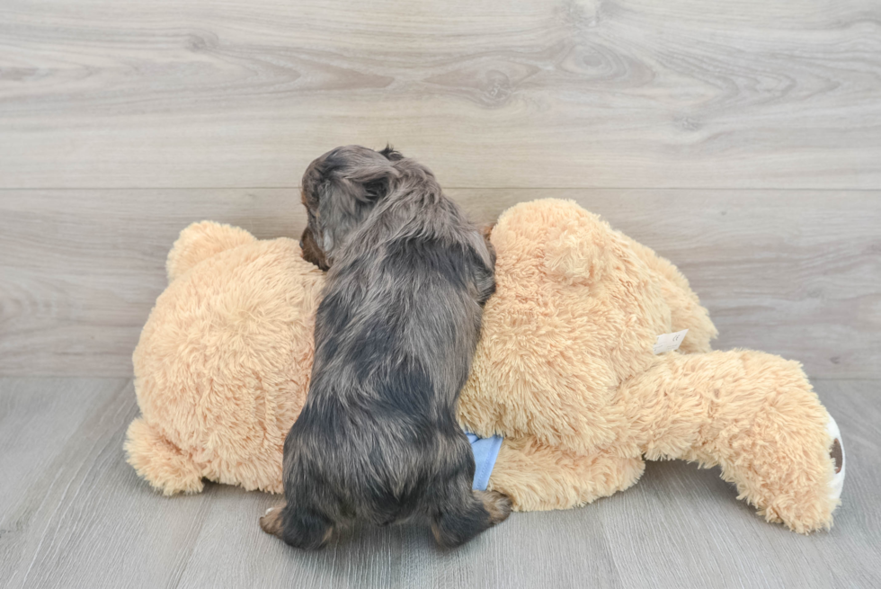 Cavapoo Puppy for Adoption