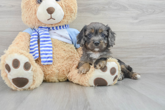 Hypoallergenic Cavoodle Poodle Mix Puppy