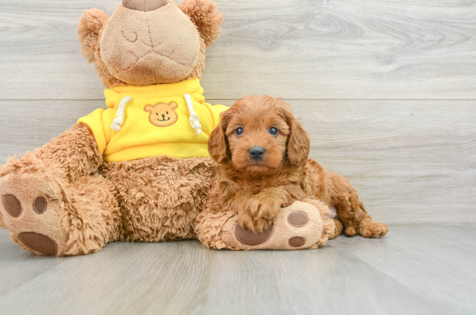 7 week old Cavapoo Puppy For Sale - Premier Pups