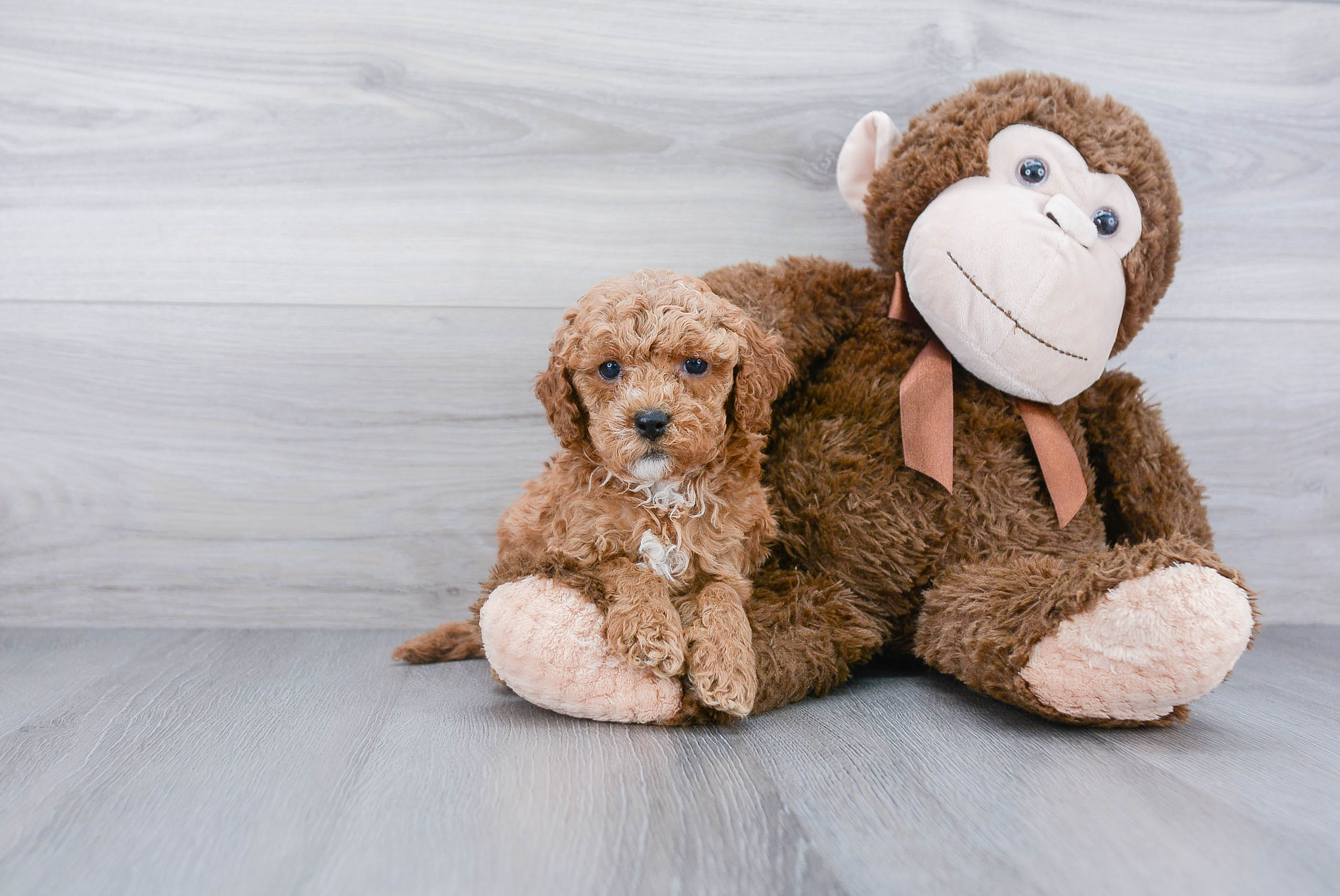 Cavapoo Pup Being Cute